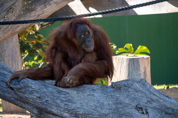 Sumatran Orangutan (Pongo abelii) © Tara