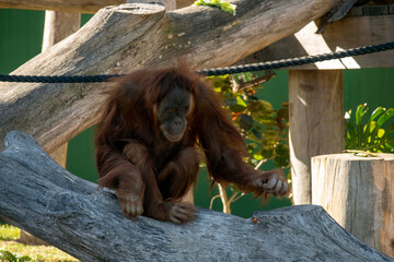 Sumatran Orangutan (Pongo abelii) © Tara