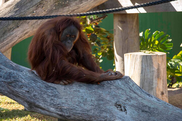 Sumatran Orangutan (Pongo abelii) © Tara