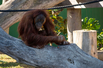 Sumatran Orangutan (Pongo abelii) © Tara