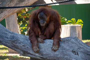 Sumatran Orangutan (Pongo abelii) © Tara