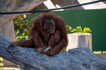 Sumatran Orangutan (Pongo abelii) © Tara