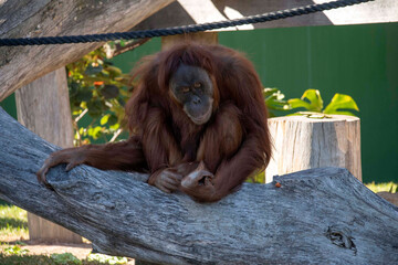 Sumatran Orangutan (Pongo abelii) © Tara
