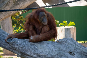 Sumatran Orangutan (Pongo abelii) © Tara
