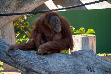 Sumatran Orangutan (Pongo abelii) © Tara