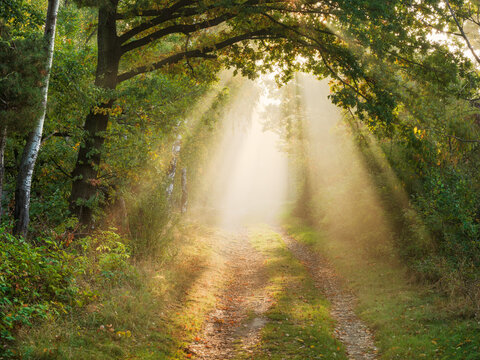 Footpath through Forest of Oak and Birch Trees with Sunbeams and Morning Fog in Autumn
