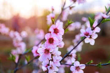 Fototapeta premium Pink cherry blossoms are in full bloom as sunlight shines through them in garden during evening hours.