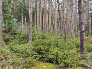 Fototapeta premium A tranquil forest scene featuring tall pine trees and lush green shrubs, with moss-covered ground. Sunlight filters through the canopy, highlighting the vibrant foliage and serene natural beauty of a 