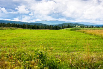 Obraz premium landscape in mountains with distant forest behind the green field. summer nature with dramatic cloudy sky. remote agricultural countryside image. traditional rural area in carpathians