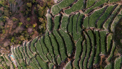 Fototapeta premium Top-down aerial view of Sainji corn village near Mussoorie, Uttarakhand, showing terrace farms and village houses forming abstract patterns on misty Himalayan slopes in winter.