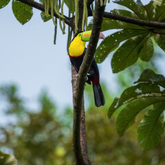 Fototapeta premium yellow billed toucan on branch