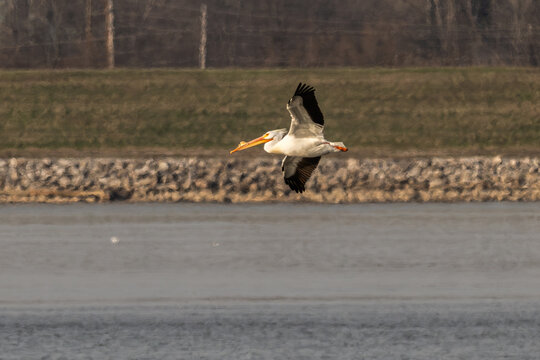 American white pelican in flight over a lake.