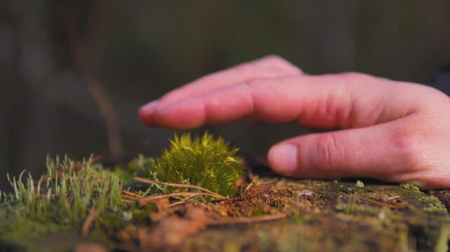 Adult Hand Gently Touching and Stroking Moss in Forest &mdash; Shinrin-Yoku, Forest Therapy, Nature Mindfulness, Sensory Nature Connection, Ecotherapy