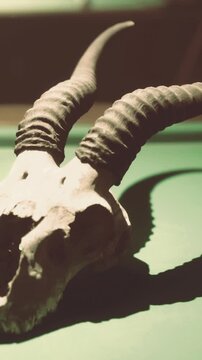 A ram skull with curved horns is showcased in a museum. Visitors can see the details of the skull against a green background. This display reveals aspects of animal anatomy.