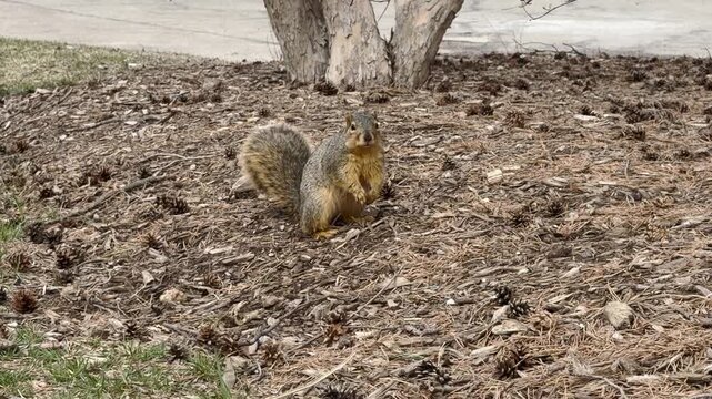 Cute squirrel chewing and running away on ground