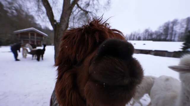Brown alpaca presses its nose into the lens as herd approaches and sniffs. Snow covers the farm, barn, and leafless trees. Overcast light, wide, shallow DOF.