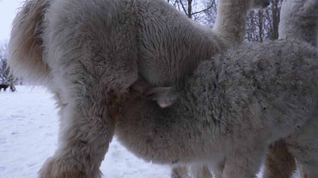 A young greyish white cria nurses under an adult in a snow covered paddock. Leafless trees, a small wooden barn, and distant herd animals appear in soft overcast light.