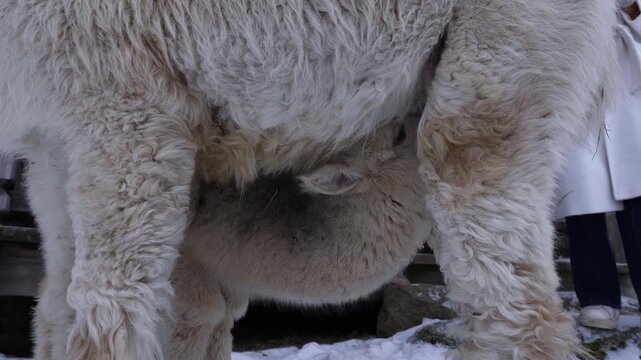 A white alpaca stands as a cria nurses beneath, gentle motion. Straw and snow, wooden railing, rocks, person and small brown dog appear at frame edge.