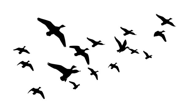 Flying duck flock silhouette in V formation vector illustration isolated on white background