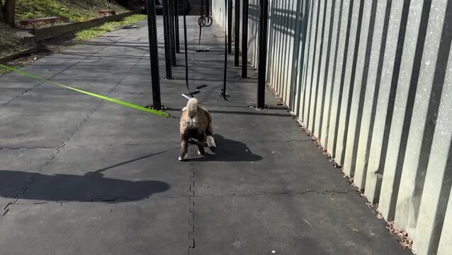 Akita puppy dog leash walking outdoors training yard pavement exercise near metal wall