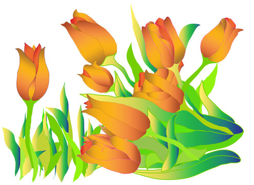 Beautiful Orange Tulip Flowers with Green Leaves