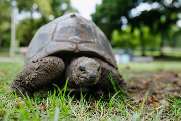 Obraz premium Giant tortoise walking on grass in Mauritius tropical nature.