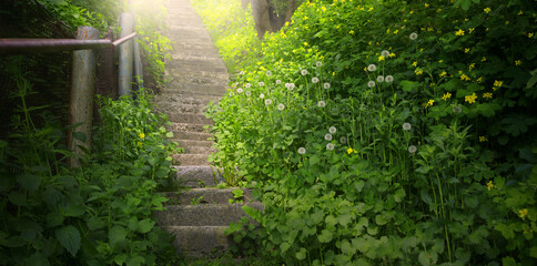 Fototapeta premium Old stairs in the forest