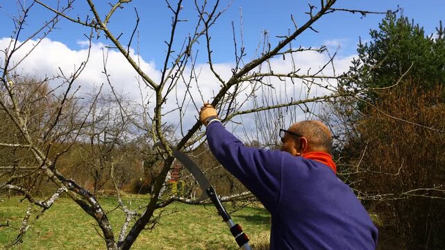 Spring orchard maintenance &ndash; man using long‑handled loppers to remove excess branches from a fruit tree, improving airflow, branch spacing and overall tree health in early‑season care