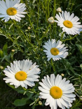 Lovely blossom daisy flowers background. Sunny meadow close up.
