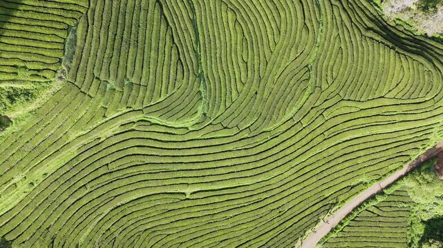 Aerial abstract landscape with repeated curved tea rows across green hillside terrain of Sao Miguel Island, Azores