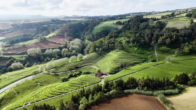 Hilltop tea plantations with long parallel rows on Sao Miguel Island in Azores, aerial view