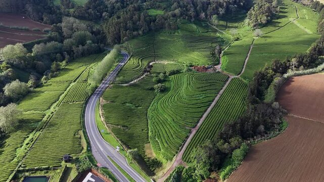 Curved tea rows shaping hillside farmland on volcanic landscape of Sao Miguel Island, Azores. Aerial drone video