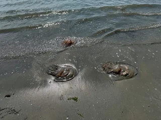 Stranded Rhizostoma pulmo barrel jellyfish specimens on a sandy shore in Grado, Adriatic Sea. Detailed close-up of giant jellyfish washed up on the beach in Italy, a natural cnidarian phenomenon. © Pat dream