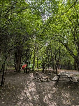 Empty quiet campsite. An empty forest camping site with a  picnic table surrounded by tall trees, set against a backdrop of forest