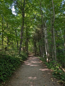 Idyllic forest landscape with a walking path through plenty of grass, lined with trees and moss-covered rocks, Hiking in nature - active recreation in Canada