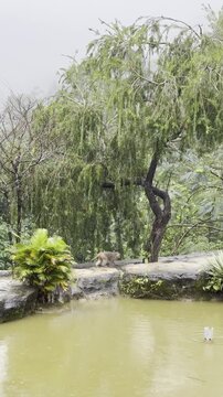 Group of monkeys walking in rain by muddy water and trees in Vietnam