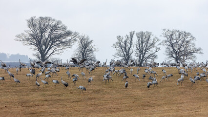 Fototapeta premium Instinctive unity of migration with large flock of cranes, open field and distant trees at Hornborgasjon lake in Sweden, wildlife migration concept