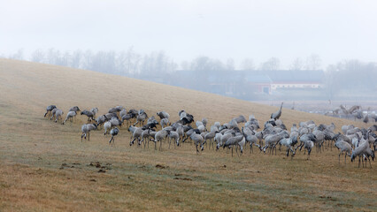 Obraz premium Focused instinct of survival with feeding grey cranes, grass field, group behavior and natural setting at Hornborgasjon lake in Sweden, wildlife and behavior storytelling