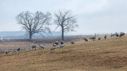 Fototapeta premium Flow of migration across the land with cranes, hillside, field and distant horizon at Hornborgasjon lake in Sweden, seasonal landscape and wildlife movement