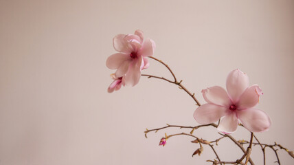 Delicate pink magnolia blossoms gracefully adorn bare branches against a soft, neutral background © shine.graphics