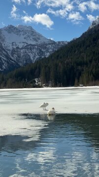 Vertical Winter Landscape at J&auml;gersee in the Austrian Alps with Mute White Swan on Frozen Lake during Sunny Day. Beautiful Bird on Water with Mountains in Europe.