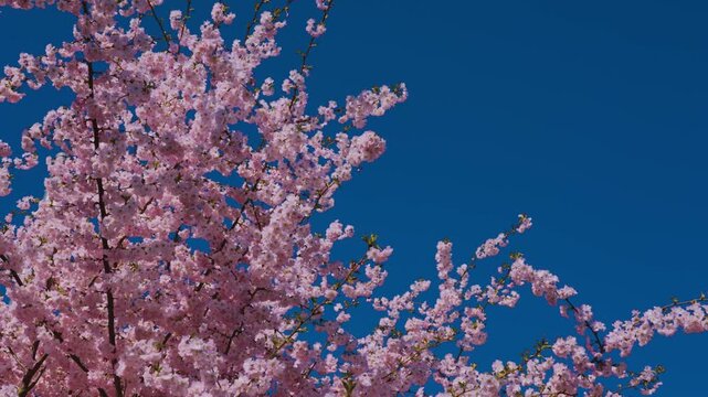 Spring banner, branches of blossoming cherry against background of blue sky and butterflies on nature outdoors. Pink sakura flowers, dreamy romantic image spring