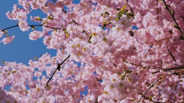 Spring banner, branches of blossoming cherry against background of blue sky and butterflies on nature outdoors. Pink sakura flowers, dreamy romantic image spring