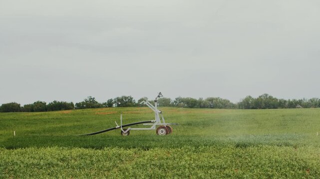 An irrigation system over a corn field under a blue sky. Sprinkler technology