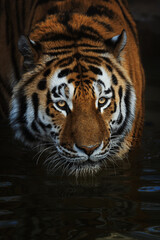 Siberian tiger (Panthera tigris altaica) detail portrait © Sangur