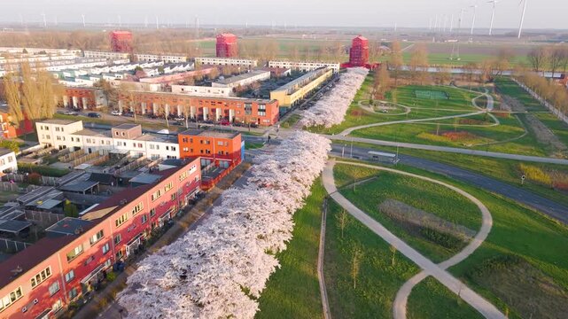 Blooming Cherry Trees in Almere Regenboogbuurt Neighborhood, Aerial View, Flevoland, Netherlands