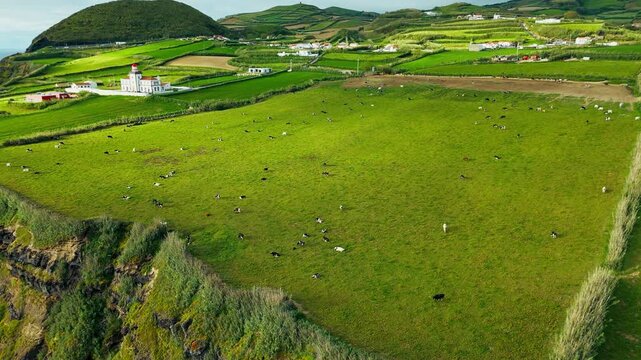 Grazing cows on bright green farmland with volcanic slopes rising behind, Sao Miguel Island, Azores, drone view