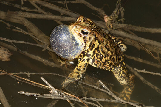A calling male American toad, Anaxyrus americanus