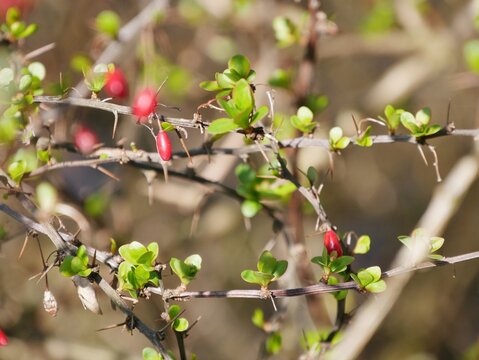 Berberitze (Berberis) im SOnnenlicht