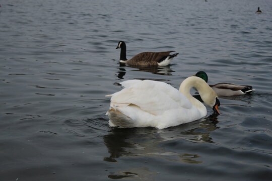 family of ducks